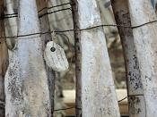 galerie de paleontologie et de anatomie comparee 12-2015 8192